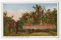 Picking and Hauling Apples for Shipping, California 
