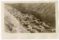 Deceased sheep in a ditch, circa 1924  