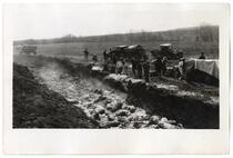 Disposing of slaughtered livestock, circa 1924  