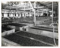 Olives in processing vats, California