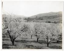 Peach groves blossoming in the Santa Clara Valley, California 