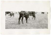 Cattle in field, circa 1924  