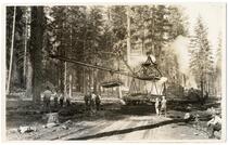 Railroad construction, men laying down train tracks and ties, California