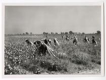 Picking cotton in Fresno County, near Kerman