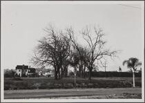 Huntington Drive, row of black walnut trees used to be entrance to Mr. Mulberry's place