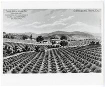 Lithograph postcard showing the Giersburg, Napa County vineyards of Theo Gier Wine Co. of Oakland, California, post 1907 
