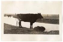 Cattle by a stream, circa 1924  