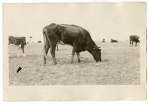 Cattle grazing in a field, circa 1924  