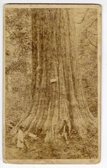 Big Tree - George Washington; 284 feet high, 52 feet circumference