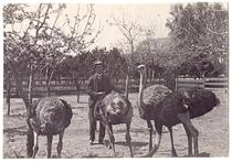 Ostrich farm, Los Angeles, circa 1888