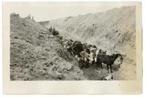 Men herding cattle into ditches to be slaughtered, circa 1924  