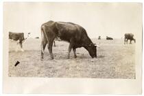 Cattle grazing in a field, circa 1924 