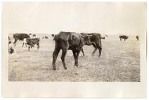 Herd of cattle in a field, circa 1924  