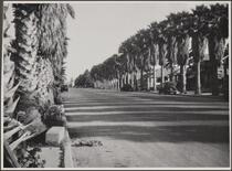Street (4th?) lined with palms