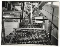 Oranges in the water bath at a California Fruit Growers Exchange packing house 