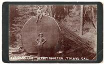 Red wood log 12 feet diameter, Tulare California