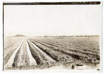 Irrigating onions on date farms, California 