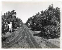 Agricultural workers irrigating an orange tree grove, Los Angeles, California 