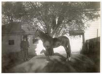 Man and horse in front of a building, circa 1909