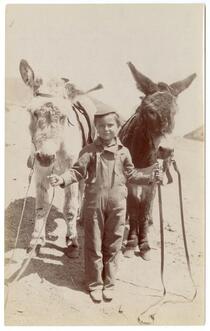 Child holding two burros by the reins 