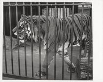 Caged tiger, San Francisco Zoo, San Francisco