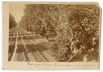 Irrigated orange grove, ca. 1888-1889