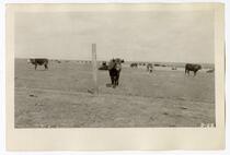 Herd of cattle in a field, circa 1924 