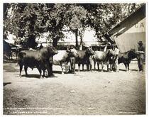 J.H. Glide & Sons' Prize Herd of Short Horns California State Fair 1904