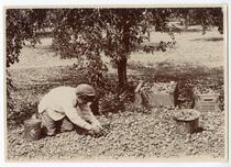 Agricultural worker harvesting prunes 