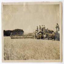Mrs. Crawford holding the reins of the combine, Glenn County