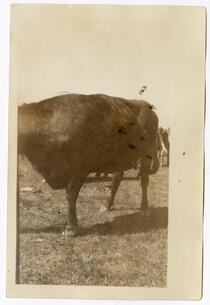 Partial view of a cow, circa 1924  