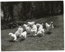 A flock of chickens 