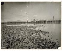View of oyster bed at low tide, San Francisco Bay, California
