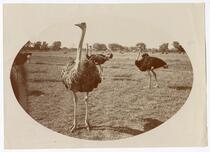 An ostrich farm 