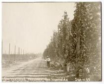 On the road through the hop fields, Sept. 10. 1899