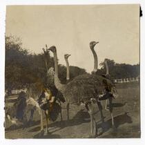 A flock of ostriches 