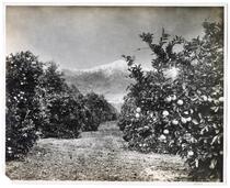 In the orange groves, Los Angeles County 