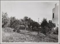 Abandoned orange orchard at southeast corner of Doran Street and Grove Place, Glendale