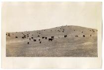 Herd of cattle grazing in a field, circa 1924 