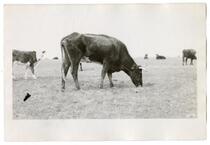 Cattle grazing, circa 1924   