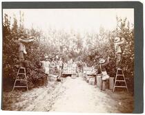 Arigicultural workers harvesting lemons in California 