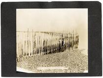 Man standing beside an oyster bed fence, San Francisco Bay, California