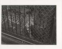 Caged leopard, San Francisco Zoo, San Francisco