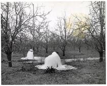 Artesian wells in the heart of a fruit orchard 