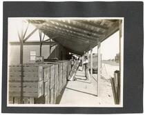 Workers loading an orange train, California 