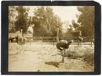 Ostrich Farm, San Jose, California