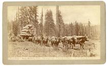 R. J. Waters, Photo. Berkeley, Cal'a. Hauling Logs. A load of 11,200 Ft. No 33, Lake Tahoe Series