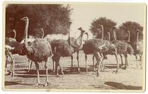 A flock of ostriches at the South Pasadena Ostrich Farm, February 1899