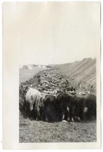 Cattle herded into a pit, awaiting their death, circa 1924 