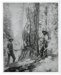 Loggers cutting into a tree trunk